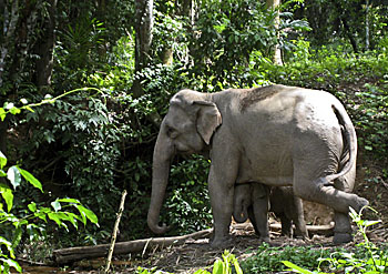 Asienreisender - Elephant Cow with her Calf